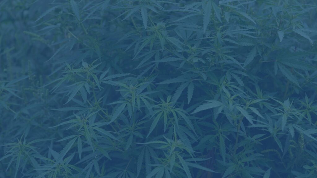 Wietplantage - advocaat nodig voor bezitten van of handelen in Drugs